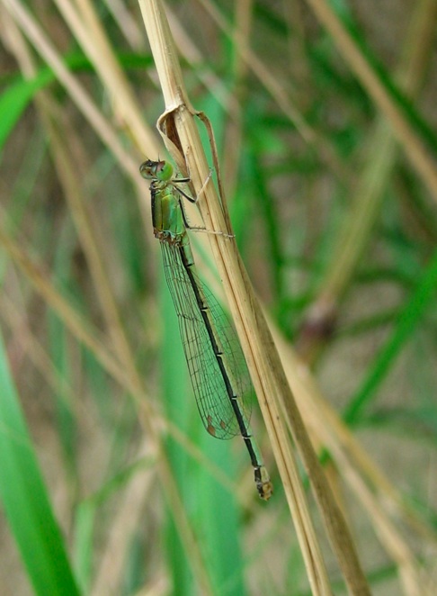 Orthetrum coerulescens e Ischnura pumilio